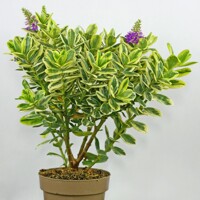 Hebe Andersonii Variegata P23