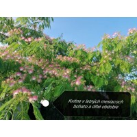 Albízia - Albizia julibrissin Ombrella Co7,5L 150/200