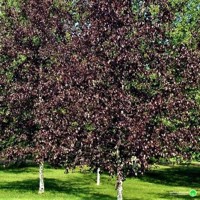 Breza previsnutá - Betula pendula ´Royal Frost´ Co10L  100/150