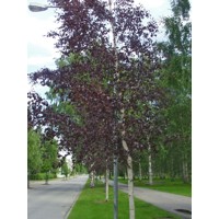 Breza previsnutá - Betula pendula ´Royal Frost´ Co10L  100/150