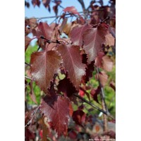 Breza previsnutá - Betula pendula ´Royal Frost´ Co10L  100/150