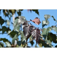 Breza previsnutá - Betula pendula ´Royal Frost´ Co10L  100/150