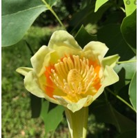 Ľaliovník tulipánokvetý - Liriodendron tulipifera Co15L 200/250