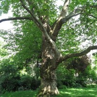 Platan javorolistý - Platanus x acerifolia Co25L  10 /12- vysokokmeň