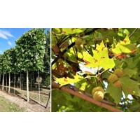 Platan javorolistý - Platanus x acerifolia Co25L  10 /12- vysokokmeň