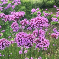 Železník argentínsky - Verbena bonariensis V9