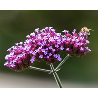 Železník argentínsky - Verbena bonariensis V9