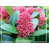 Skimia japonská' Rubella ' - Skimmia japonica ' Rubella' Co2L 20/25