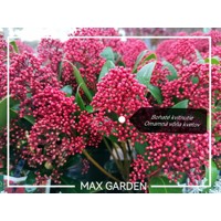 Skimia japonská' Rubella ' - Skimmia japonica ' Rubella' Co2L 20/25