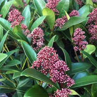 Skimia japonská' Rubella ' - Skimmia japonica ' Rubella' Co2L 20/25