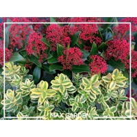 Skimia japonská' Rubella ' - Skimmia japonica ' Rubella' Co2L 20/25