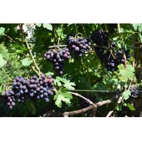 Vinič stolový - Vitis vinifera 'Belehradské' - modré KM20