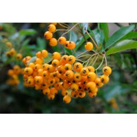 Hlohyňa šarlátová - Pyracantha ´Soleil d'Or´ Co2L 40+