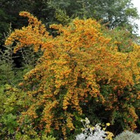 Hlohyňa šarlátová - Pyracantha ´Soleil d'Or´ Co2L 40+