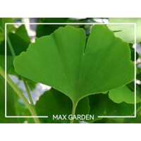 Ginko dvojlaločné - Ginko biloba 8/10