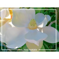 Magnólia veľkokvetá - Magnolia grandiflora ´Francois Treyve´ Co15/18L  1/2 kmeň