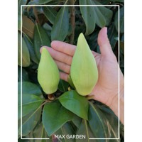 Magnólia veľkokvetá - Magnolia grandiflora ´Francois Treyve´ Co15/18L  1/2 kmeň