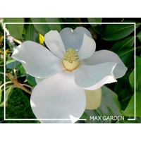 Magnólia veľkokvetá - Magnolia grandiflora 