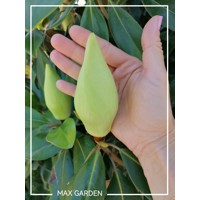 Magnólia veľkokvetá - Magnolia grandiflora ´Francois Treyve´ Co15/18L  1/2 kmeň