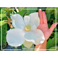 Magnólia veľkokvetá - Magnolia grandiflora 