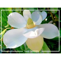 Magnólia veľkokvetá - Magnolia grandiflora ´Francois Treyve´ Co15/18L  1/2 kmeň