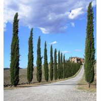 Cyprus vždyzelený - Cupressus sempervirens 'Totem' Co15L 150/175