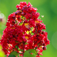 Myrta krepová červená - Lagerstroemia indica ´Durant Red´ Co3L 20/30