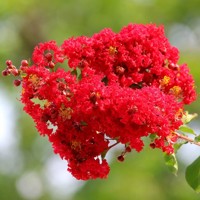 Myrta krepová červená - Lagerstroemia indica ´Durant Red´ Co3L 20/30