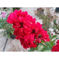 Myrta krepová červená - Lagerstroemia indica ´Durant Red´ Co3L 20/30