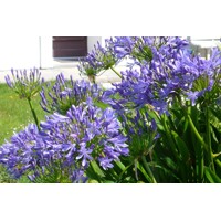 Agapanthus ´Charlotte´ Co2L