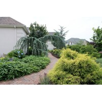 Céder atlaský - Cedrus atlantica 'Glauca Pendula' Co90L 300/350