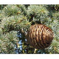 Céder atlaský - Cedrus atlantica 'Glauca Pendula' Co90L 300/350