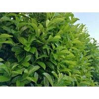 Vavrínovec lekársky Novita - Prunus laurocerasus ´Novita´  Co3L 80/100 (ITA)