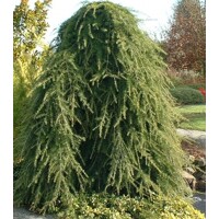 Céder himalájsky 'Pendula' - Cedrus deodara 'Pendula'  Co50L  200/250
