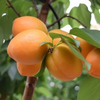Marhuľa obyčajná - Prunus armeniaca ´Leala´ Co7,5L