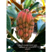 Magnólia veľkokvetá - Magnolia grandiflora ´Little Gem´ Co9L 50/70