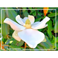 Magnólia veľkokvetá - Magnolia grandiflora ´Little Gem´ Co9L 50/70