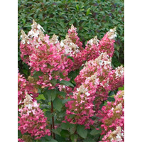 Hortenzia metlinatá - Hydrangea paniculata 'Pinky Winky'  Co2L 30/40