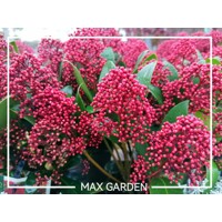 Skimia japonská' Rubella ' - Skimmia japonica ' Rubella' Co2L 20/25