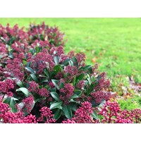 Skimia japonská' Rubella ' - Skimmia japonica ' Rubella' Co2L 20/25