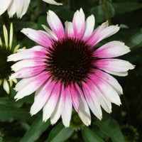 Echinacea purpurea ´Red´ P15 Co1,5L