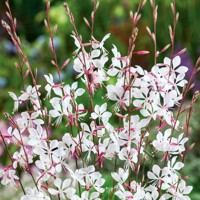 Gaura lindheimeri ´Gaudi White´ P13