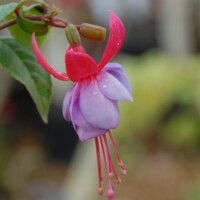 Fuchsia ´Elma´