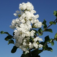 Myrta krepová tmavo ružová - Lagerstroemia indica ´ Bianco Grassi´  Co3L 60/100