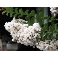 Myrta krepová tmavo ružová - Lagerstroemia indica ´ Bianco Grassi´  Co3L 60/100