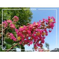 Myrta krepová - ružová - Lagerstroemia indica ´Caroline Beauty´  Co3L  80/100