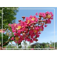 Myrta krepová - ružová - Lagerstroemia indica ´Caroline Beauty´  Co3L  80/100