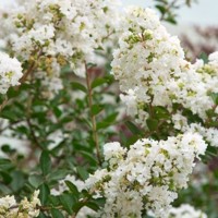 Myrta krepová tmavo ružová - Lagerstroemia indica ´ Bianco Grassi´  Co3L 60/100