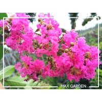 Myrta krepová ružová- Lagerstroemia indica ´Rosea´ Co3L 20/30