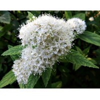 Spiraea japonica ´Neon Flash´ Co1L